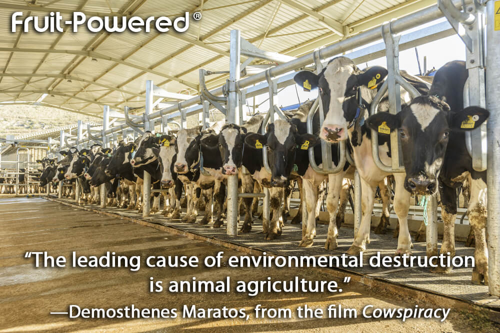 The leading cause of environmental destruction is animal agriculture.