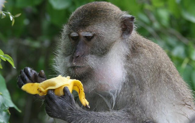 Closeup of a monkey eating a banana