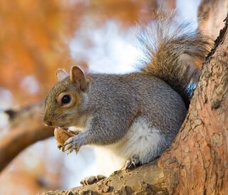 A squirrel eating acorns in a tree