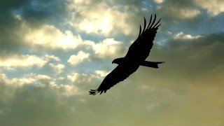 An eagle soars in flight