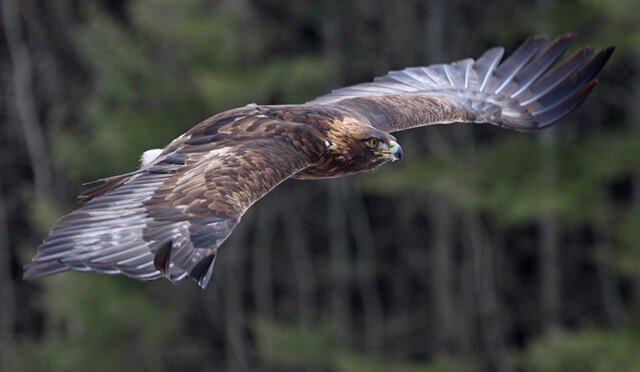 A golden eagle in flight