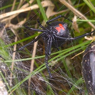 Black-widow-guardian-250px