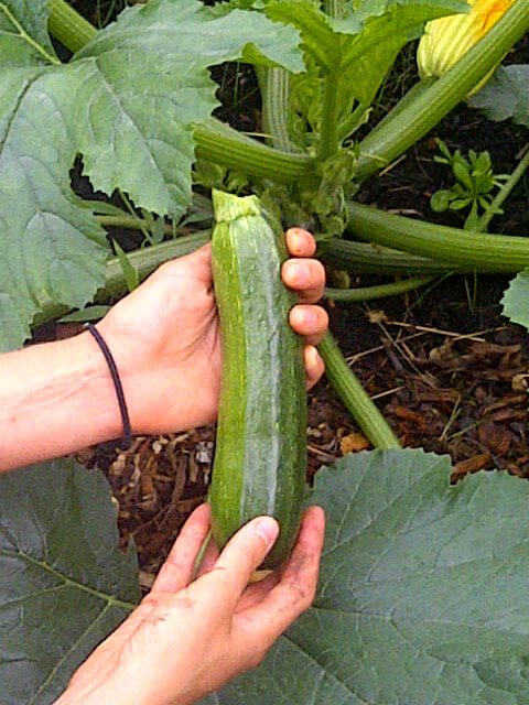 Hands cradle an heirloom zucchini
