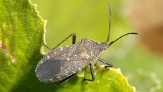 A squash bug is perched on a leaf