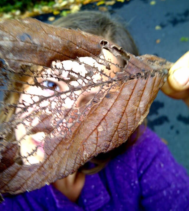 Whispering-wisdom-see-through-leaf-300px