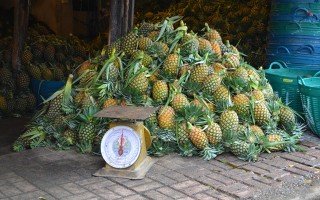 Pineapple abounds at Muang Mai Market in Chiang Mai, Thailand