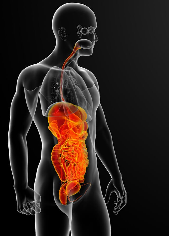 Illustration of the human digestive system