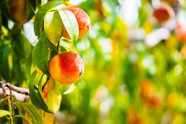 Vibrantly colored peaches grow from a tree