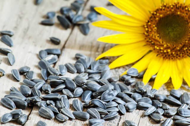 Sunflower seeds and a sunflower on a wooden surface