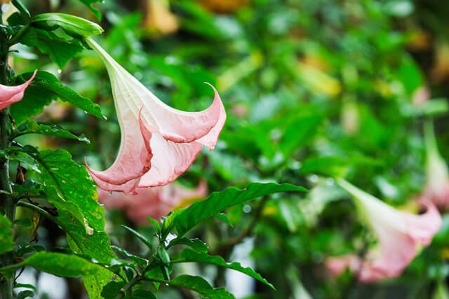 Trumpet flowers nestled among lush green leaves