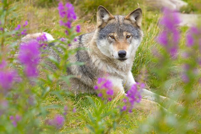 Wolf rests in a field
