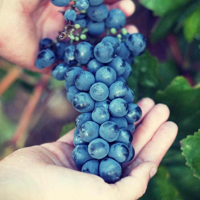 Hands hold grapes after picking
