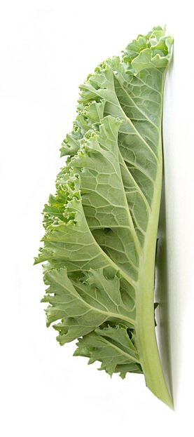 Kale on white background