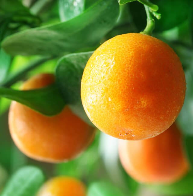Oranges hanging from a tree