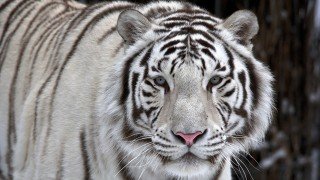 A tiger stalking
