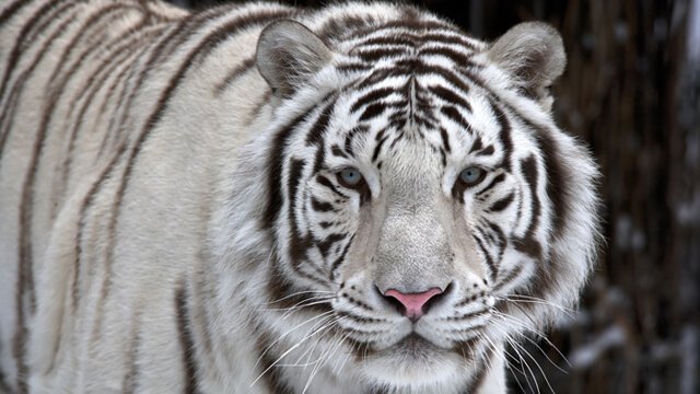 A tiger stalking