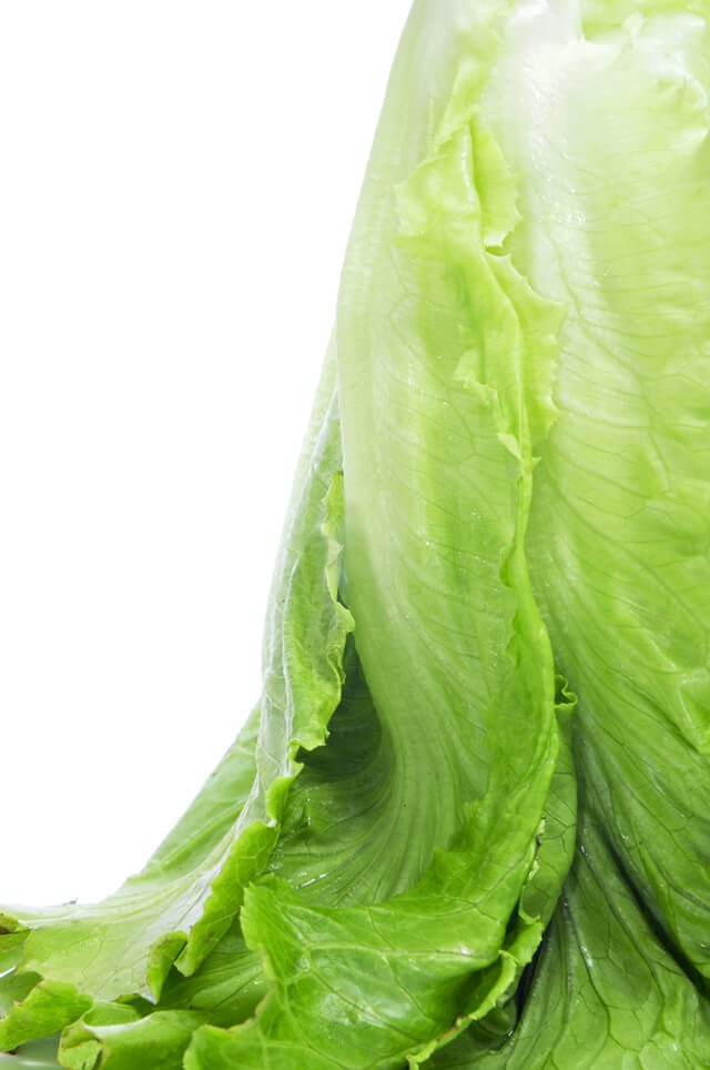 A head of romaine lettuce upside-down against white background