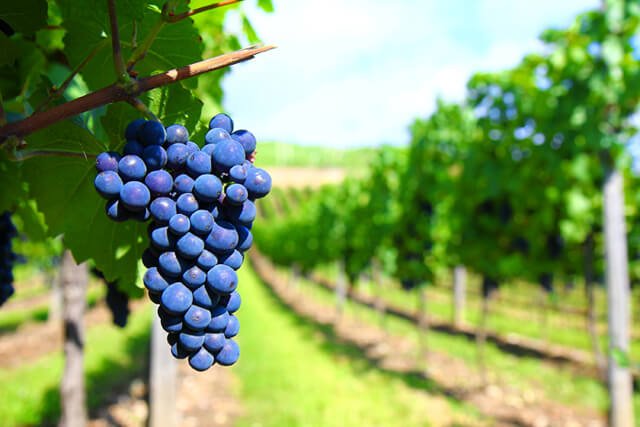 Grapes hang from a tree in a field