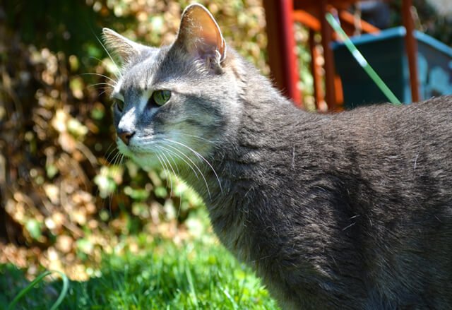 Inky in the back yard of Arnold Kauffman's home