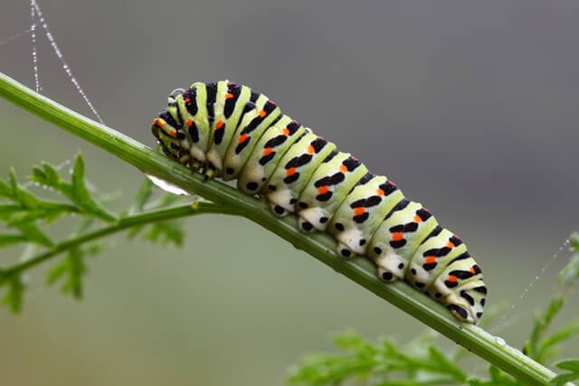 A caterpillar climbs a plant