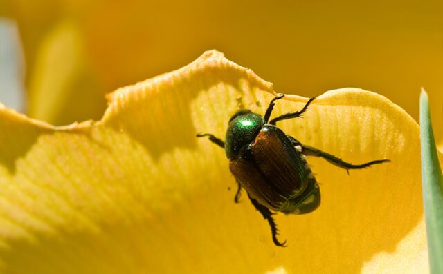 A Japanese beetle climbs a yellow flower