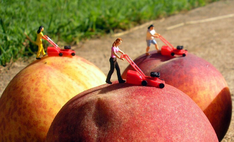 Fruit art by Anne Osborne - women mowing peaches in creating nectarines - Fruit-Powered Magazine