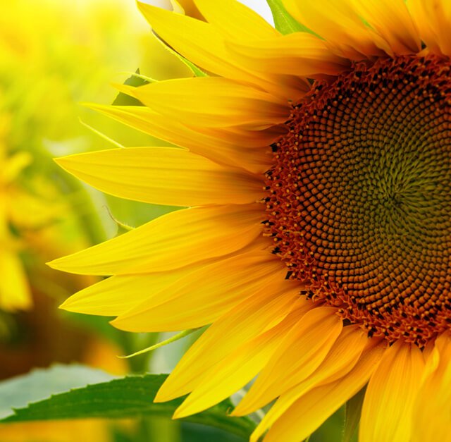 Closeup of a sunflower