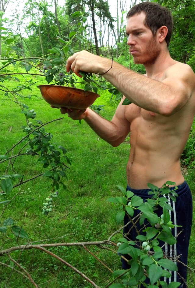 Korey Constable picks blueberries in a lush field