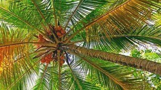 Coconut tree photographed from upside-down