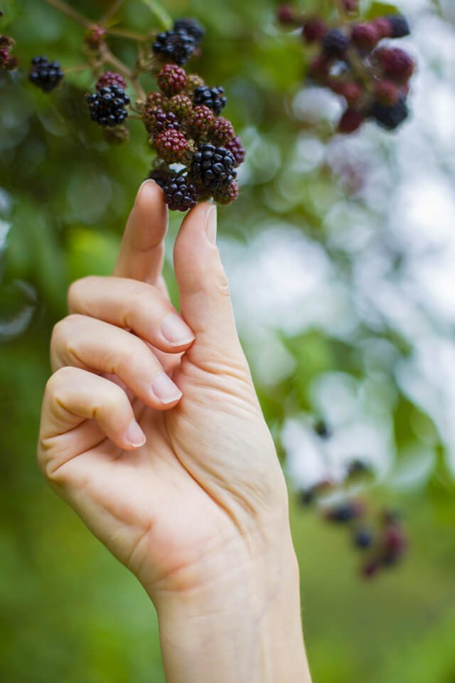 woman picking wild blackberries