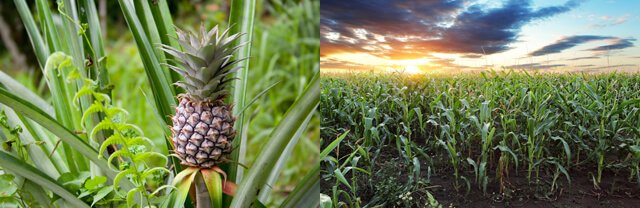 Pineapple growing wild vs. monocropped cornfield