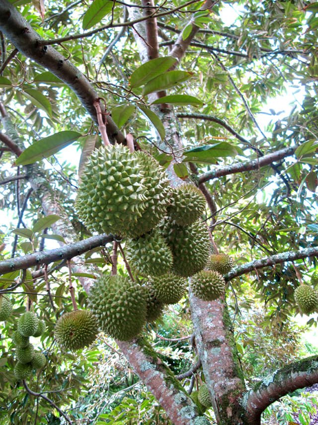 Durians grow on a tree
