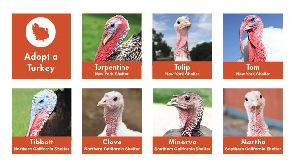 Adopt a Turkey banner from FarmSanctuary.org