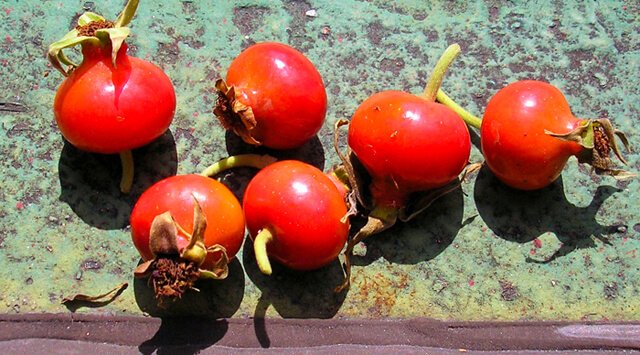 Six picked rosehips are photographed