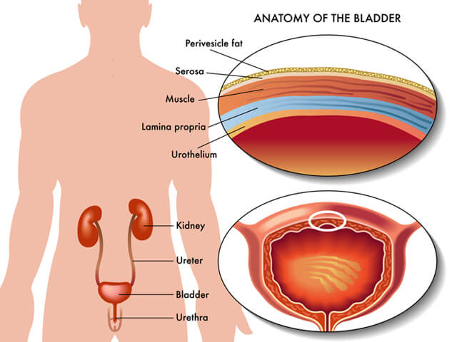 Illustration of the anatomy of a man's bladder