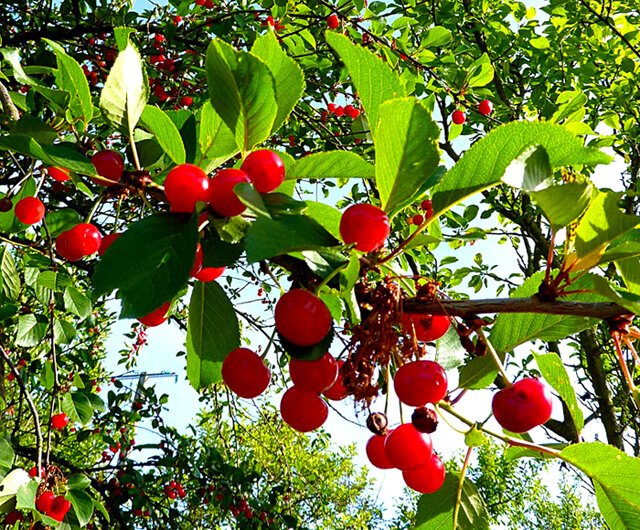Bright red cherries hang from a tree