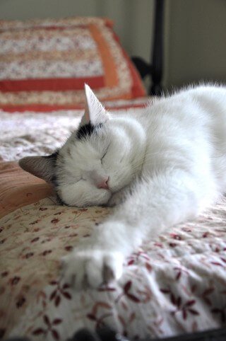 Luna sleeps on a bed