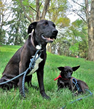Korey Constable's dogs Red and River after he rescued them at the Red River Gorge