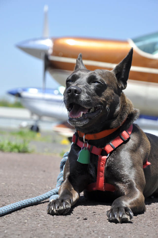 Korey Constable's dog Red takes a breather