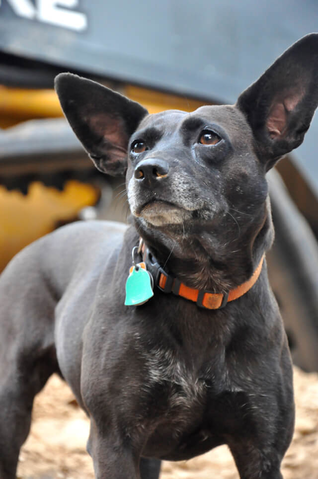 Korey Constable's dog River is engaged