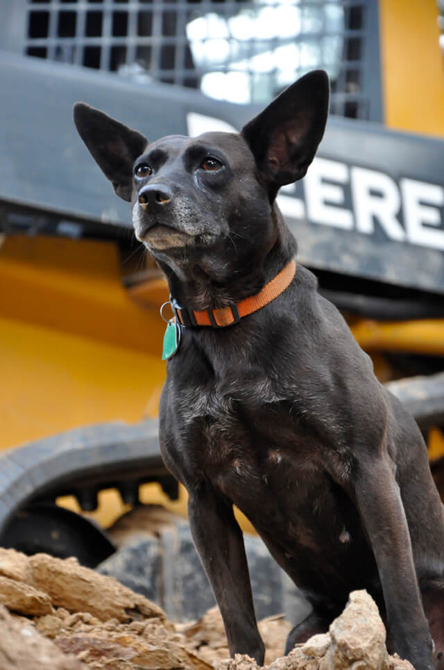 Korey Constable's dog River observes