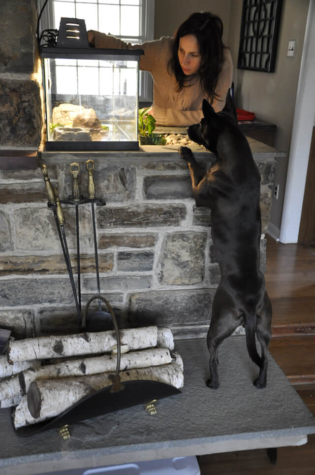 Korey Constable's dog River welcomes a turtle