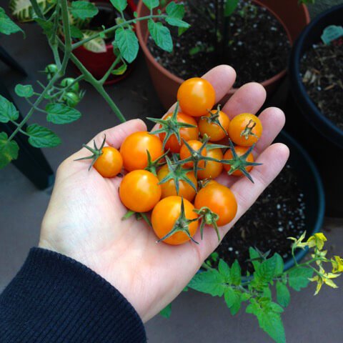Cherry tomatoes grown in Alicia Grant's garden