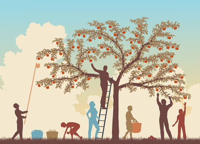 Illustration of a family harvesting apples from a tree