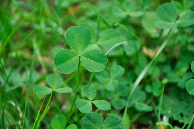 Closeup of a clover