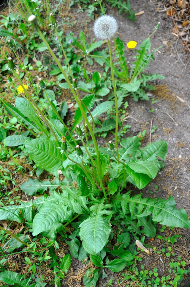 Dandelion grows outside