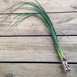 Scallions are photographed on a deck.