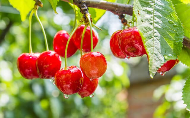 Red cherries grow from a tree with water drops glistening