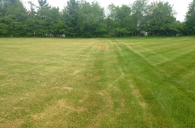 Comparison of lawns and grass clumps