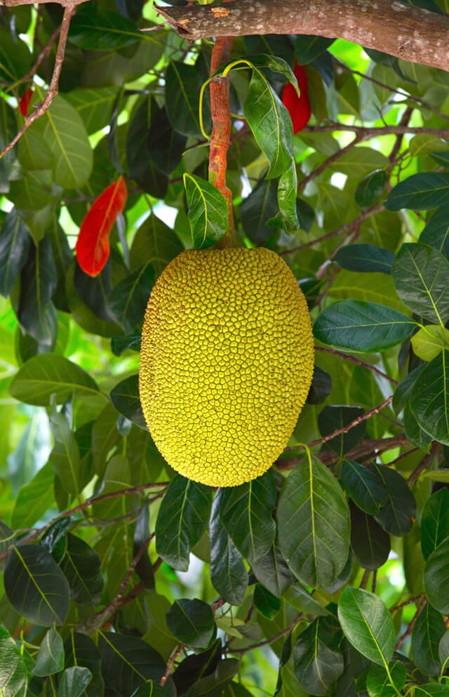 A small jackfruit grows on a tree